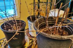 new plants rooting