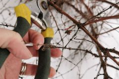 pruning
